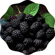 Blackberry Blackberry
